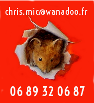 détail toile Mickey mouse